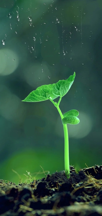 seeds