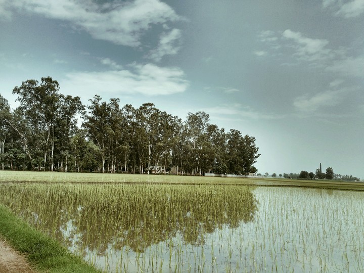 Farming