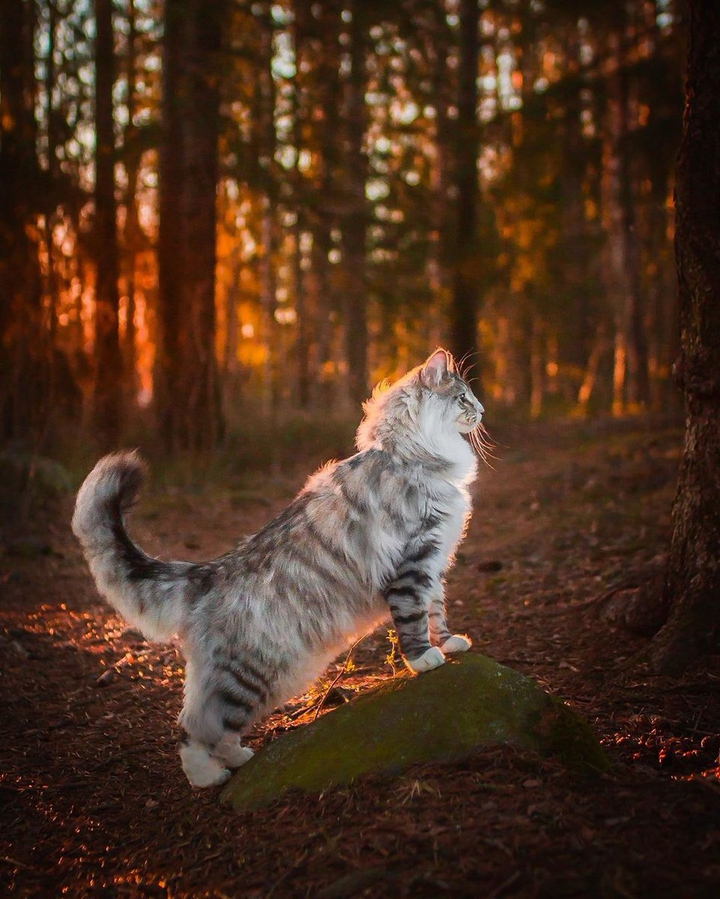 cat in forest