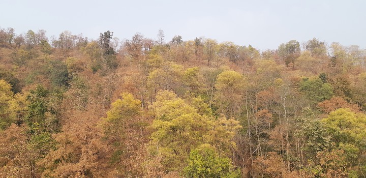 Forest in Nagpur