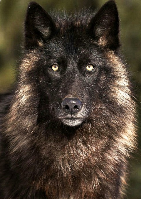 Black Wolf