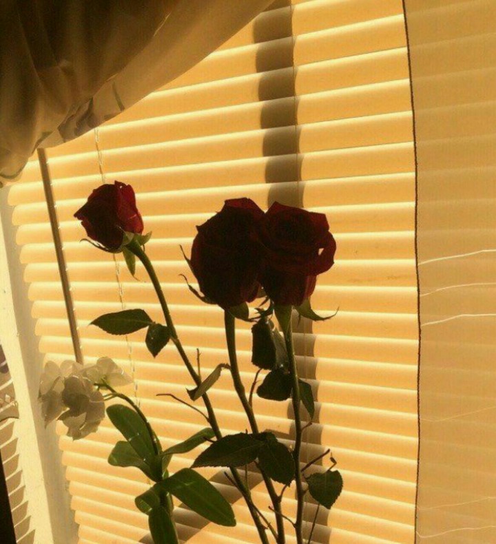#flower #pretty