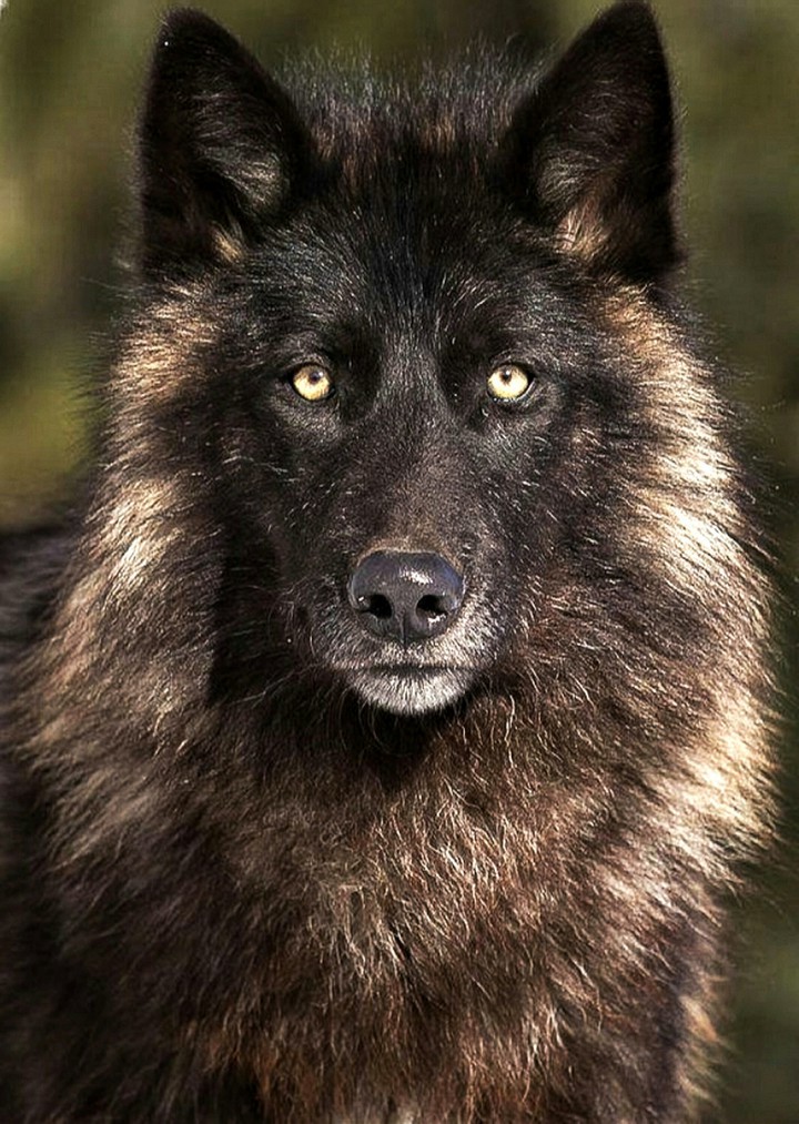 Black Wolf