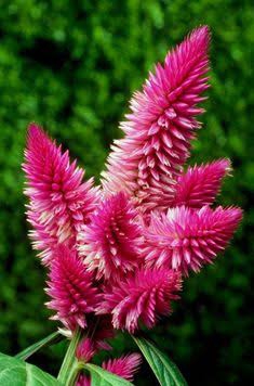 Exotica
