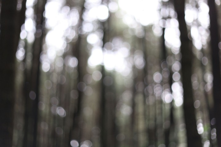 pinus