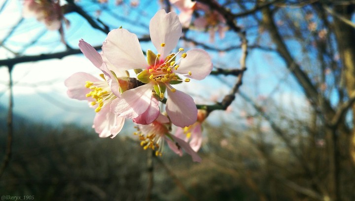 flower spring