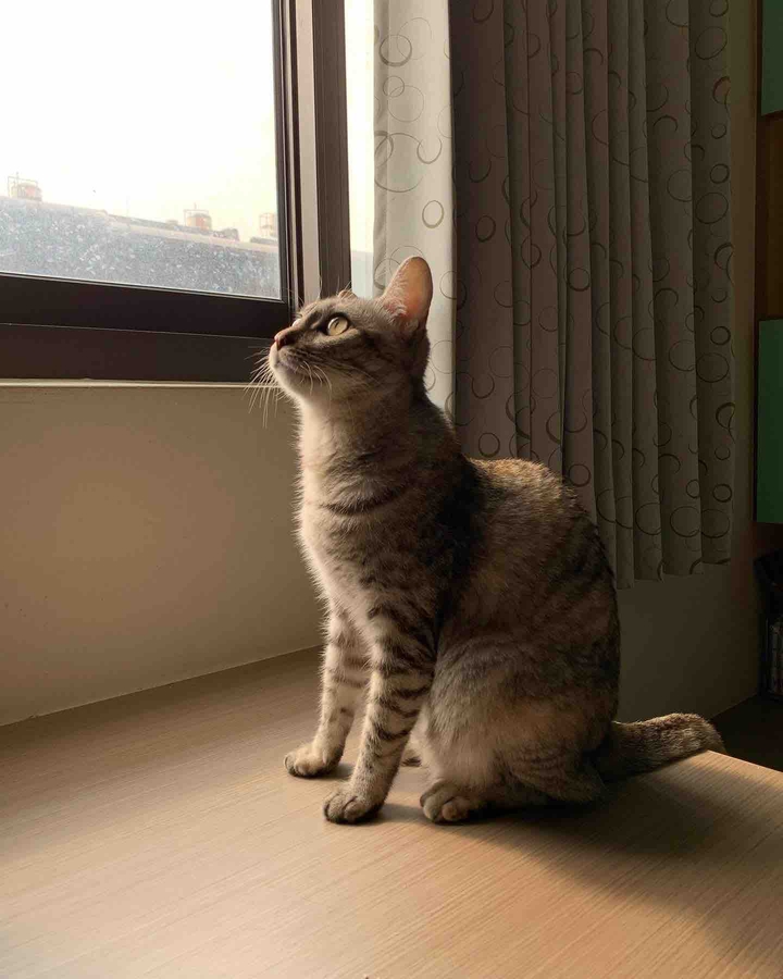 cat