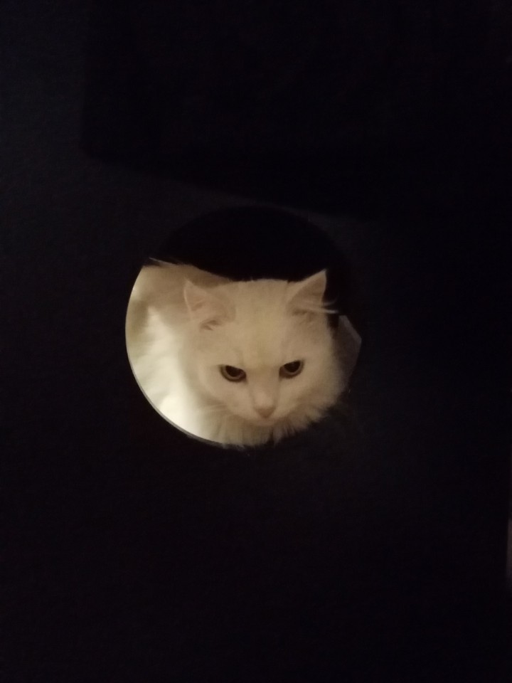 кошка белка