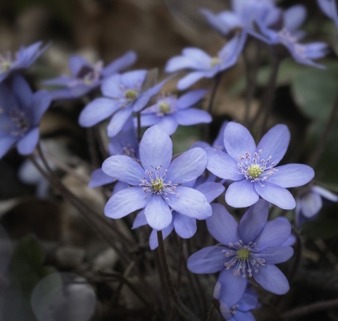 petal, closeup桌布