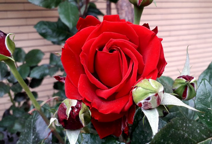 red rose