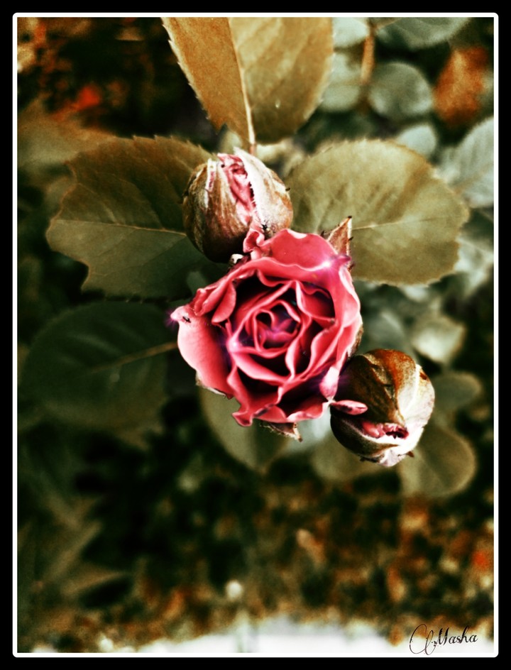 flowers
