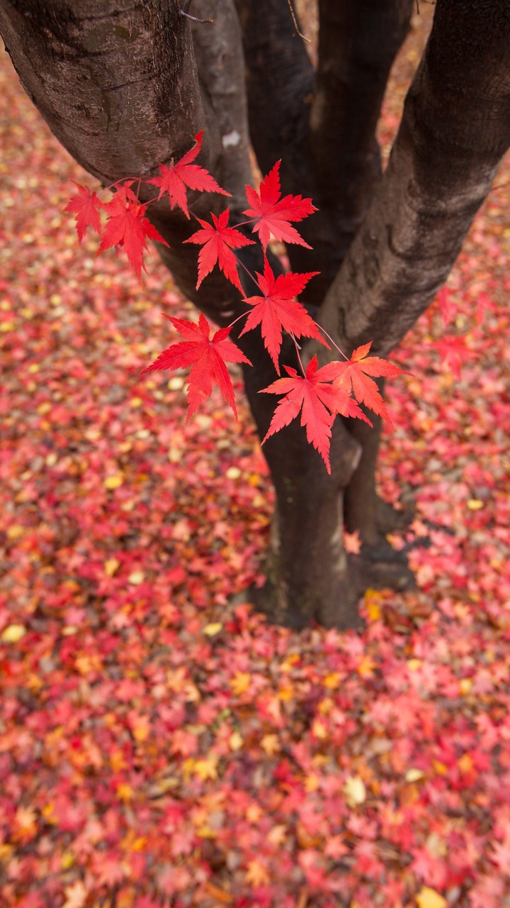 Autumn is coming