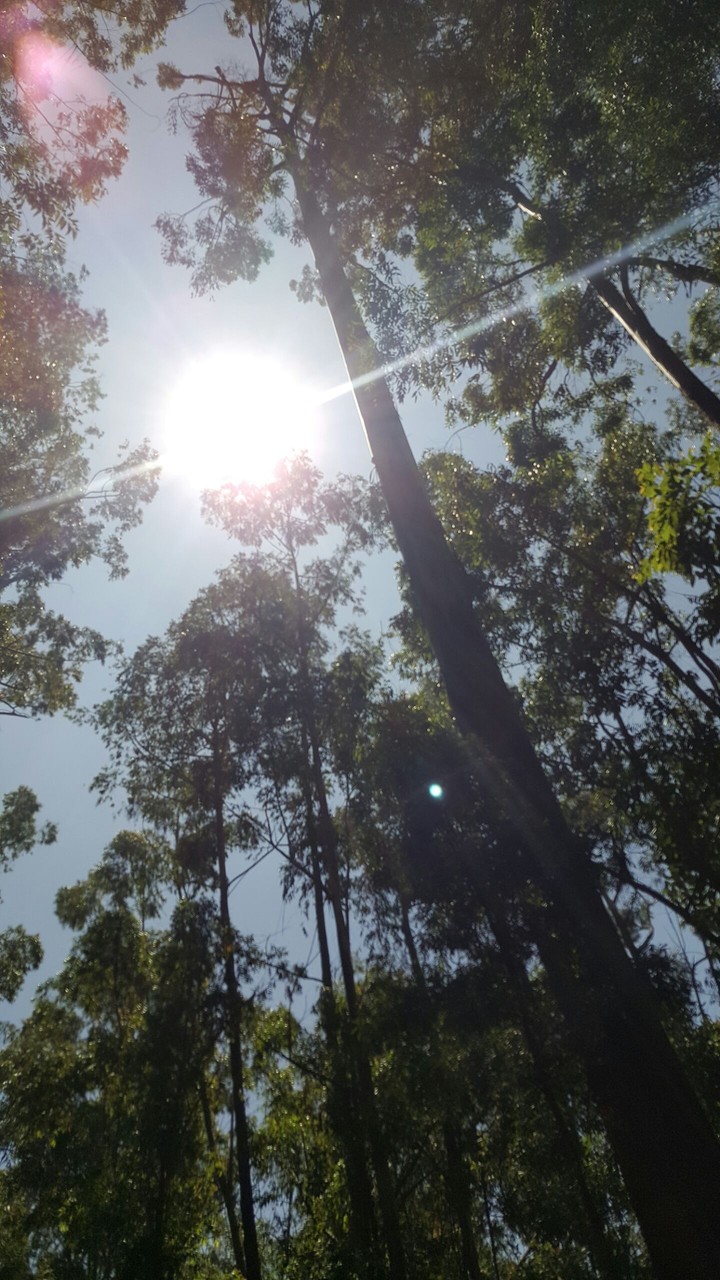 trees