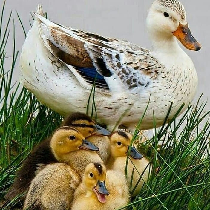 .