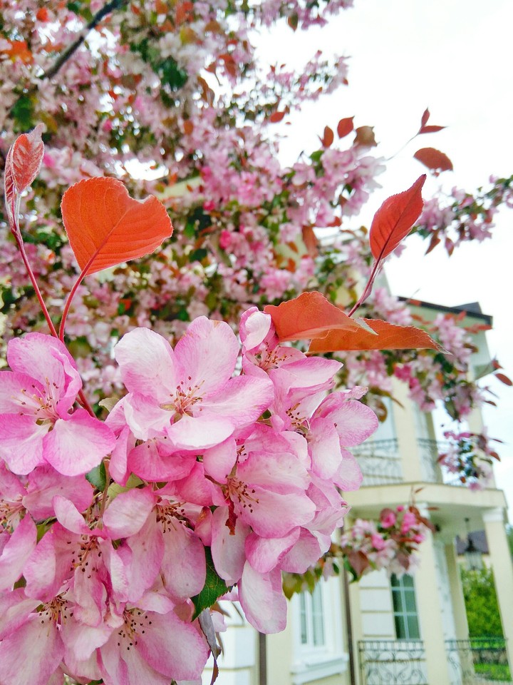 Spring flowers
