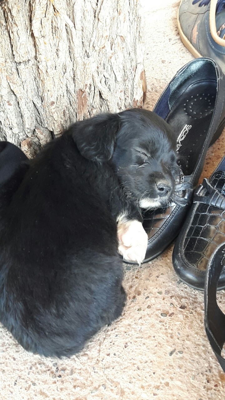 My little dog ;)