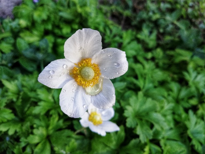 white flowers