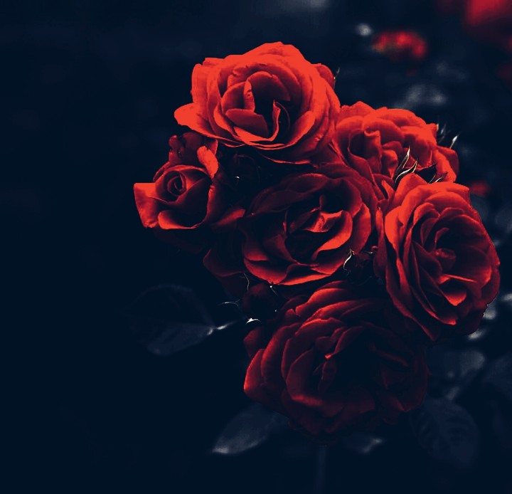 rose