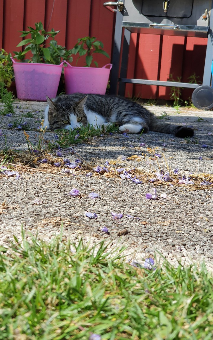 Resting cat