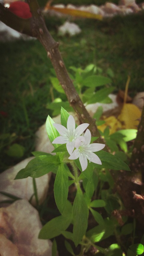 flora, wildflower wallpapers