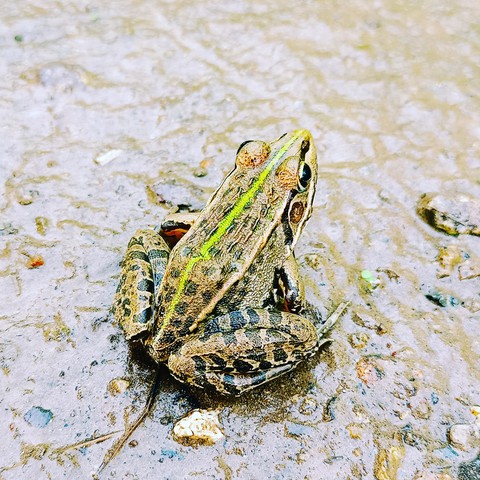 amphibian, Fluid वॉलपेपर