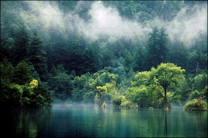 Forest fog