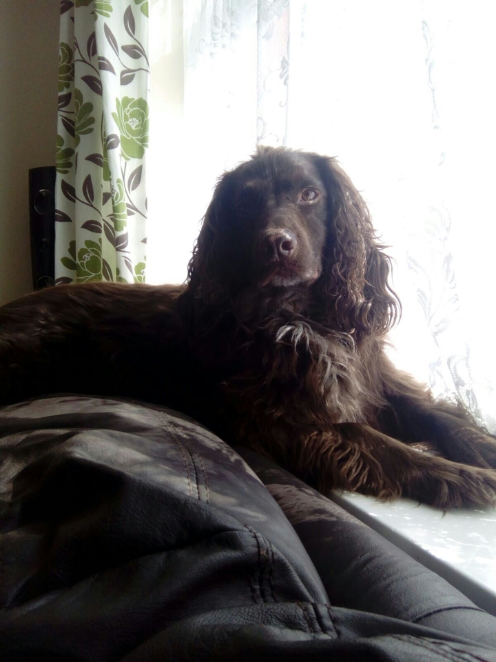 Doggy