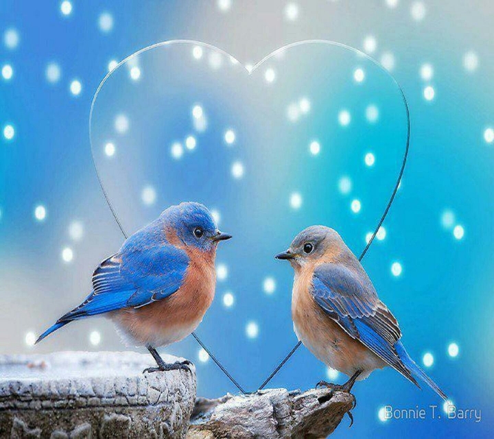 love birds
