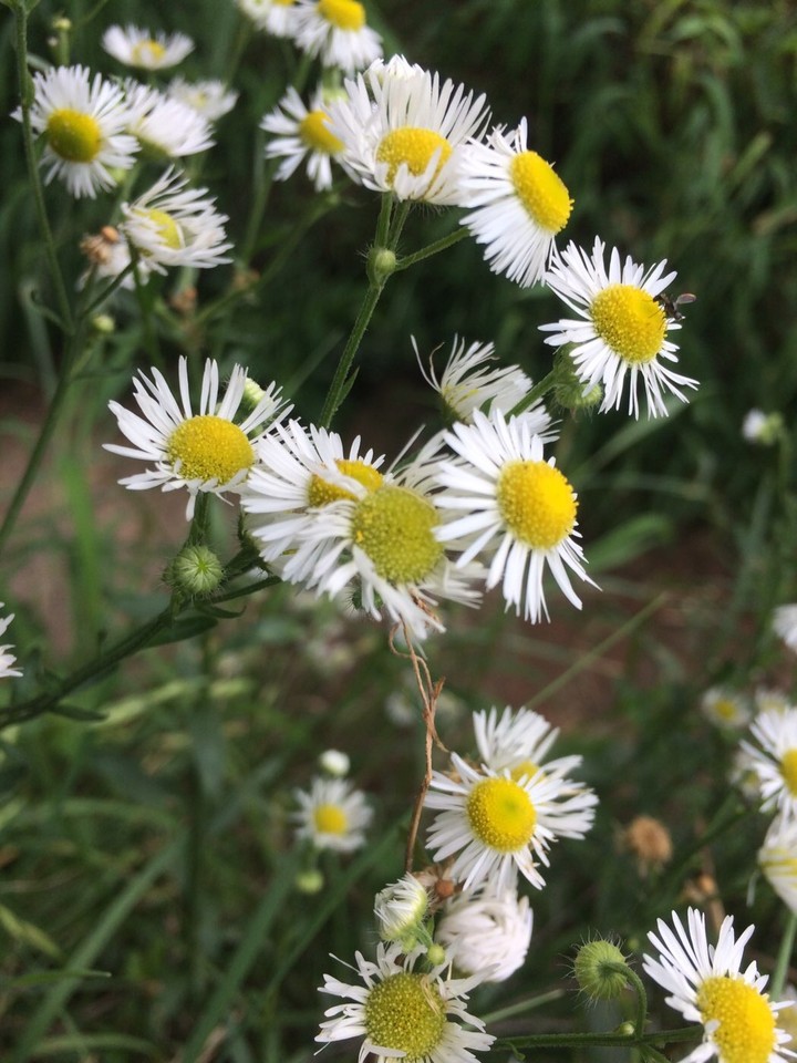 blossomofmygarden_6