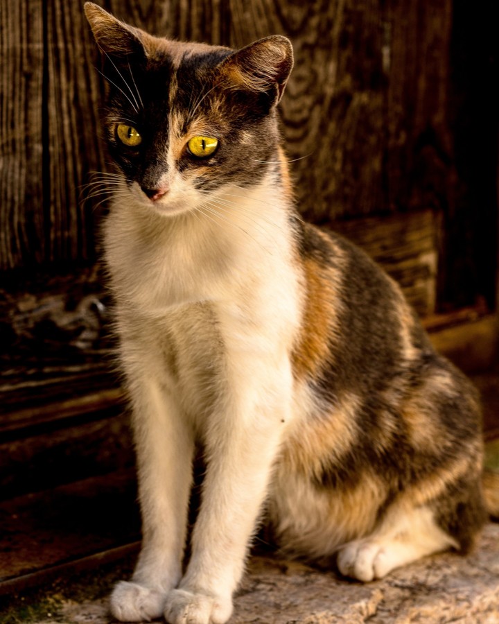 A cat modelling