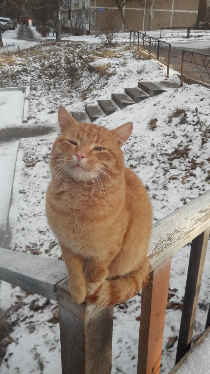 cat