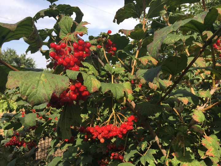 Red berries