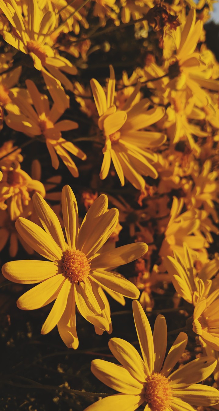 flowers