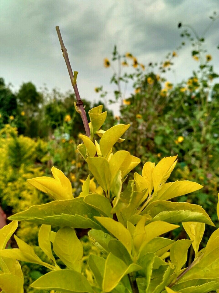 leaves