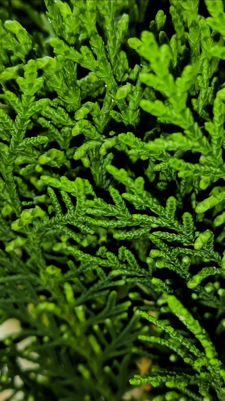 leaves
