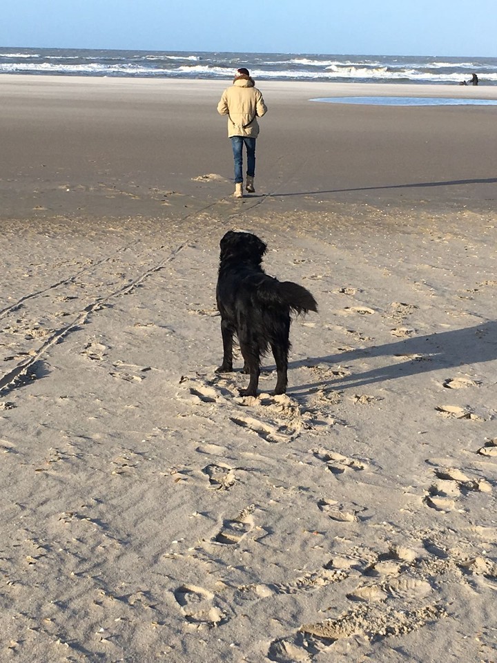 Dog and the sea
