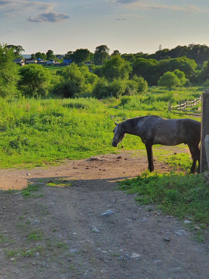 horse