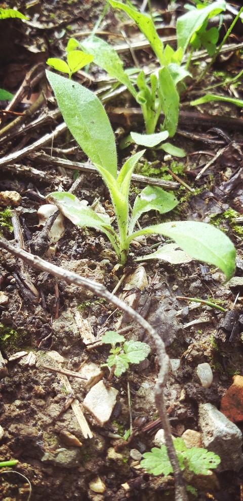 Small plant growing from the ground