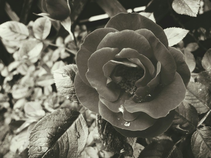 Rose❤