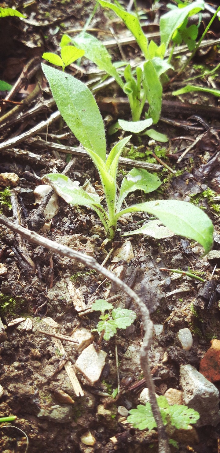 Small plant growing from the ground
