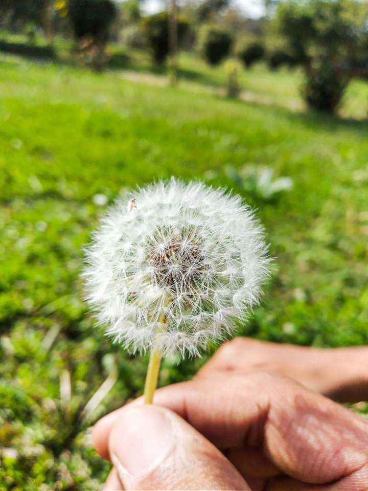 Dandelion ❤️