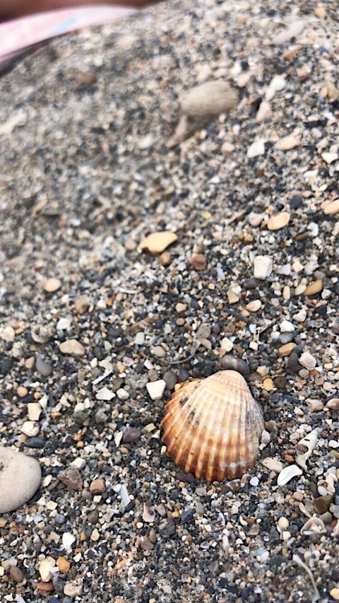 seashell
