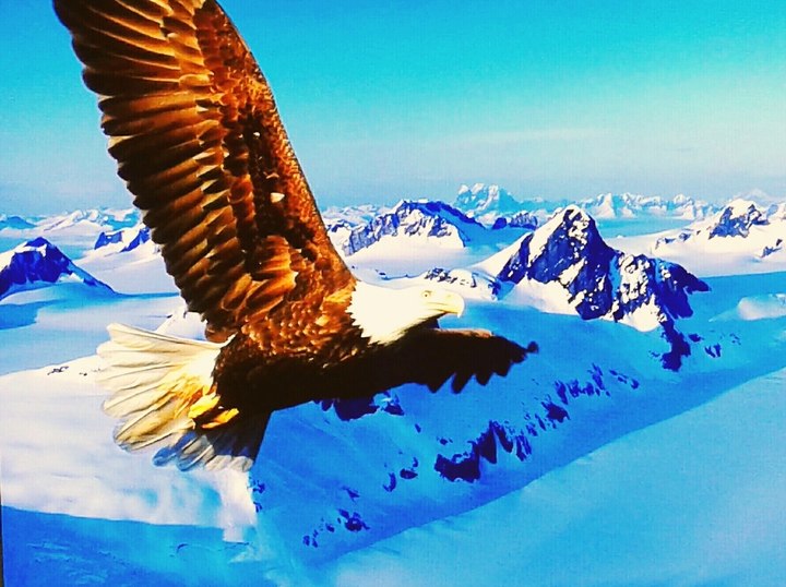 Águila