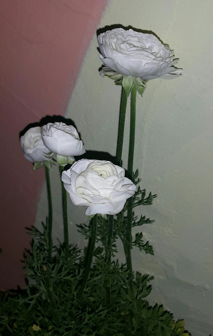 small garden