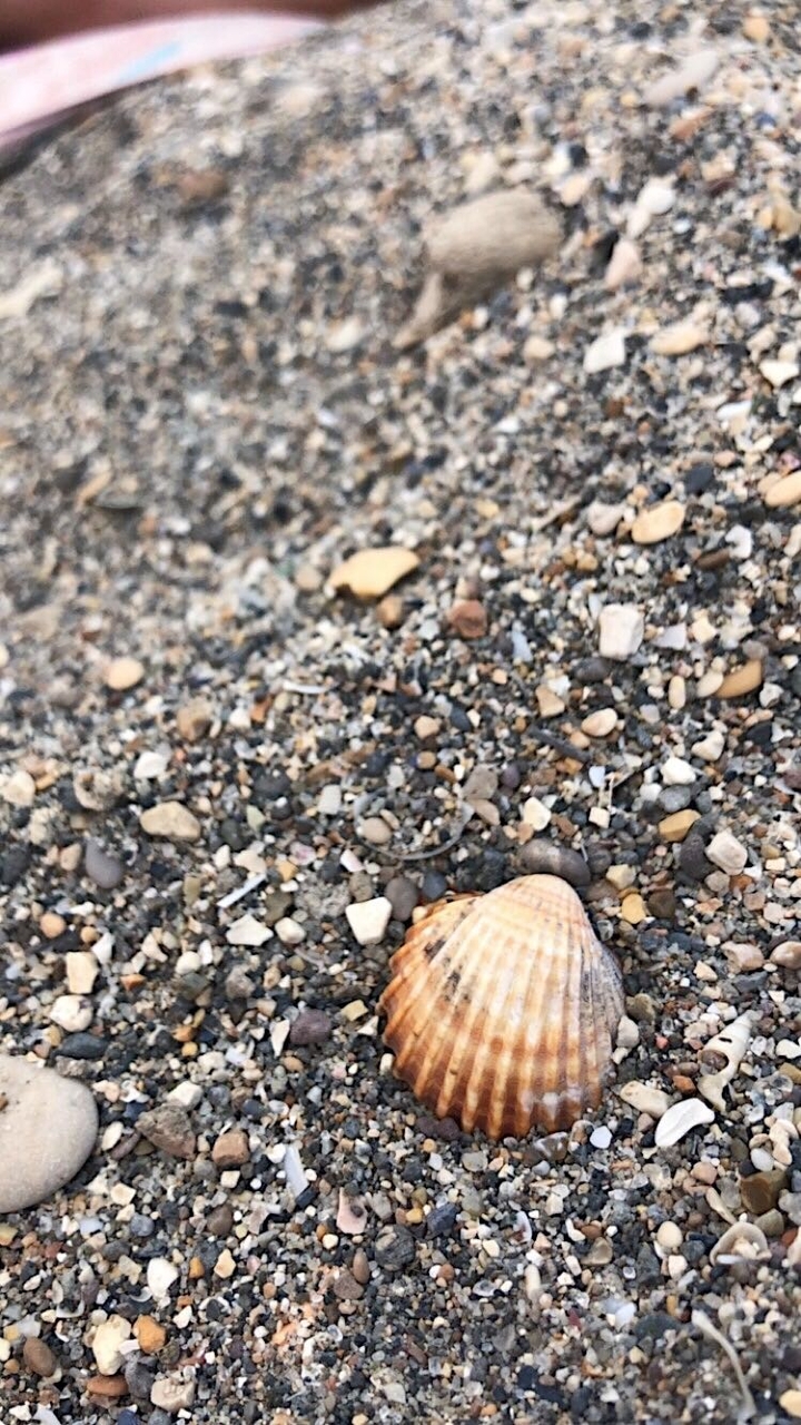seashell