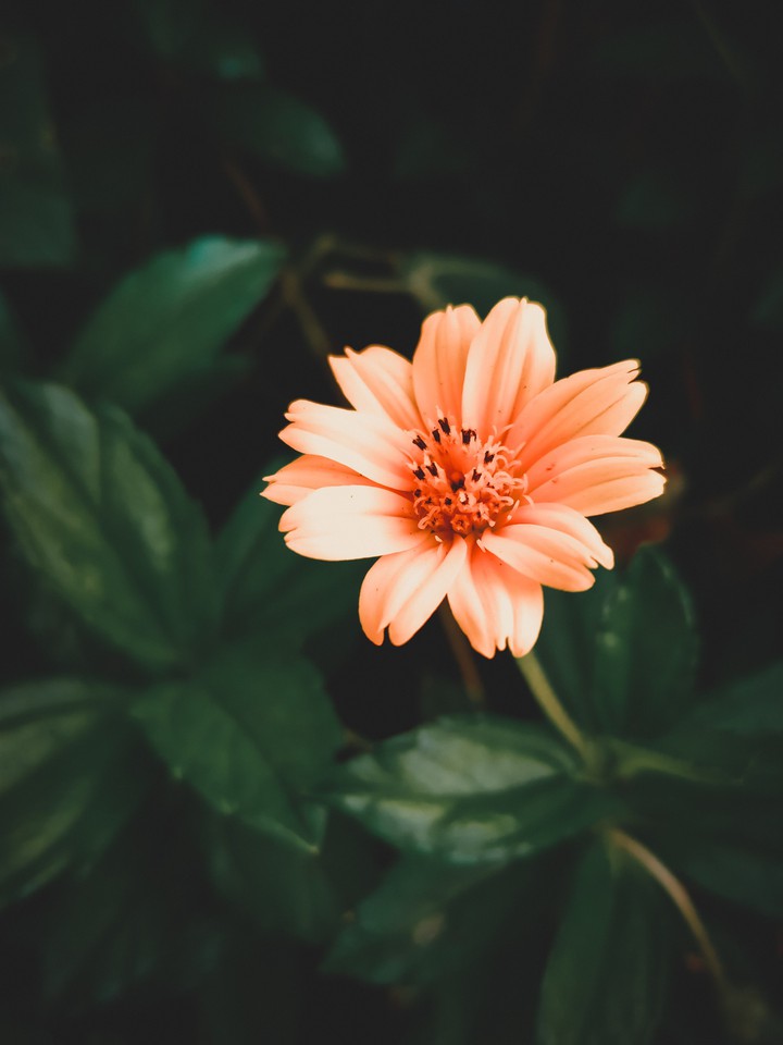 a happy living one...       @the_.alien._  manubinoy