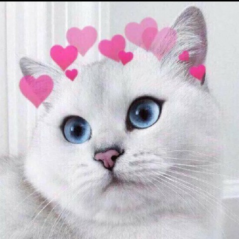 котик