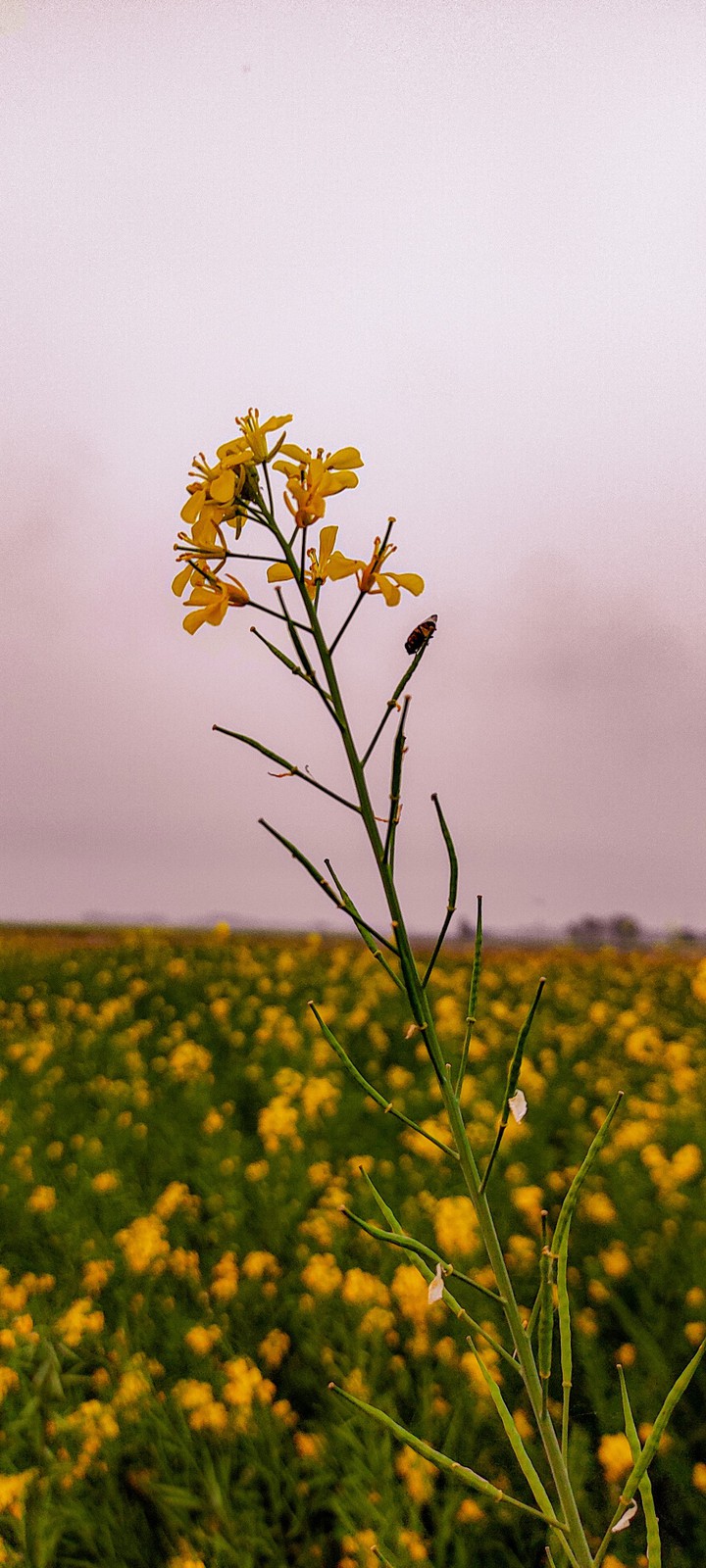 Mustard flower