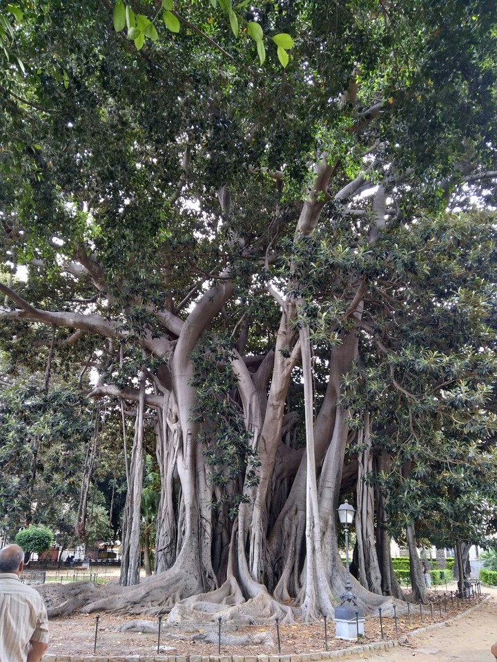 Big Tree