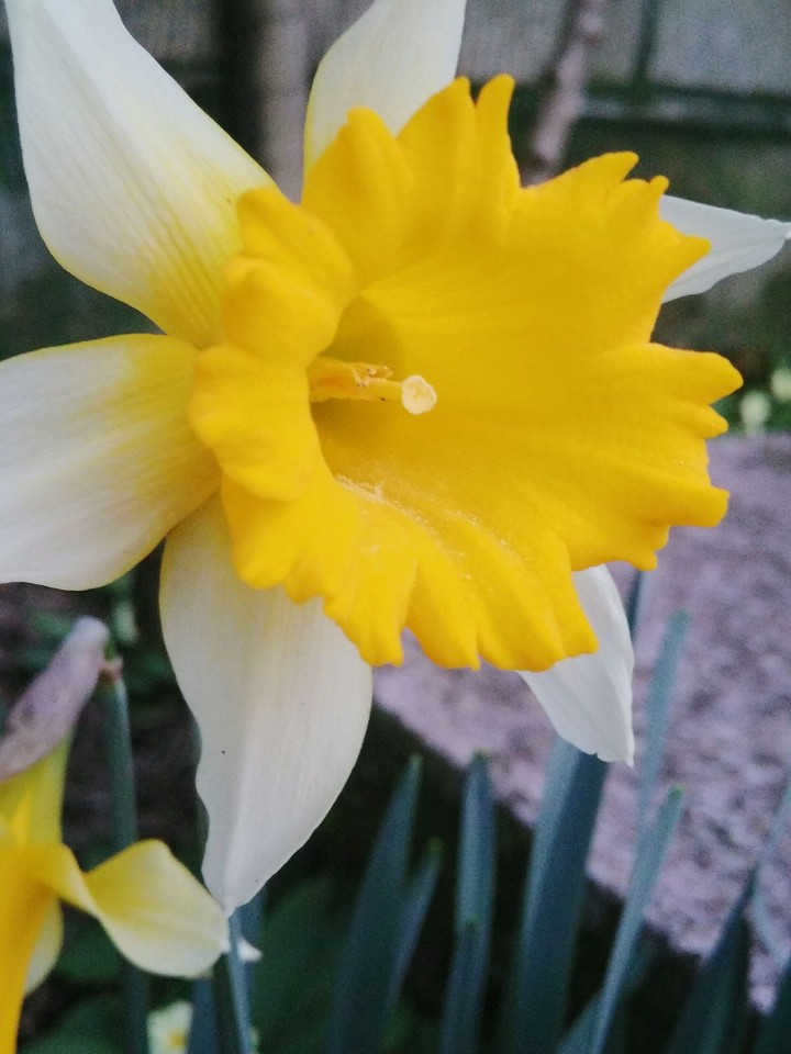 Yellow Flower.